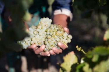 Colombard and Chenin Grapes